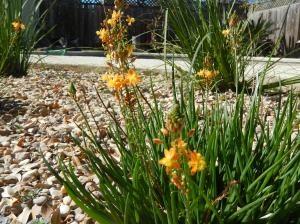 Bulbine