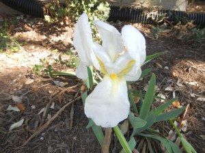 Cemetary Iris