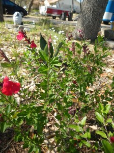 One of four different color salvias currently blooming