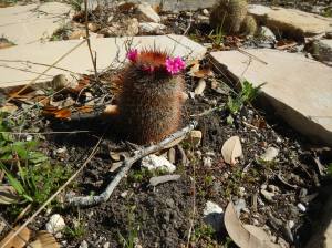 Cactus Flower already blooming
