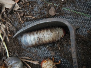 Close up of Rhinoceros Beetle Larva