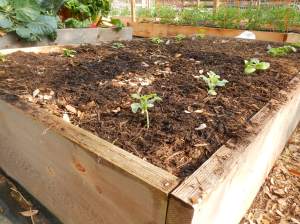Watermelon and Muskmelon