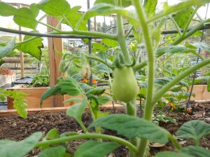 First Tomato of the Season - Roma