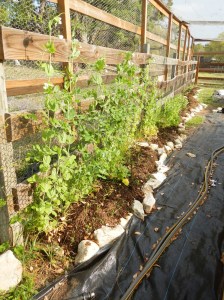 Snap Peas, Shell Peas, and Beans