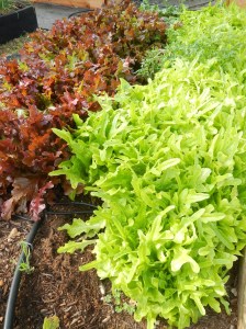 Lettuce and Radishes