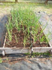 Red, White, and Yellow Onions