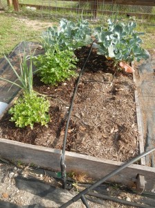 Leeks, Broccoli, Herbs