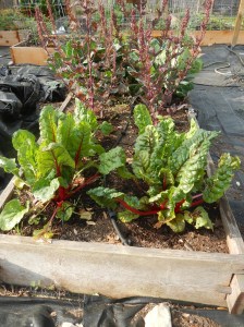 Swiss Chard, Beet Greens, Spinach, Collards