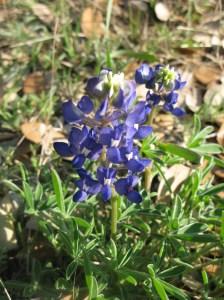 Bluebonnet