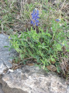Bluebonnet