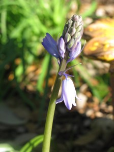 Grape Hyacinth - Finally!