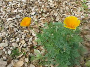 California Poppy - I miss these from Phoenix, and finally have my own