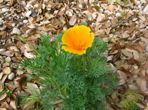 California Poppy