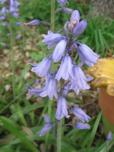 Grape Hyacinth