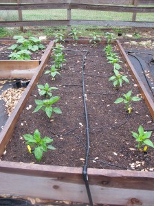 Newly planted pepper bed