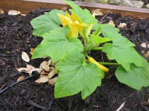 First Squash - pass-along from Ms. Black, my daughter's FFA teacher
