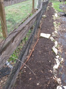 Beans and corn planted yesterday