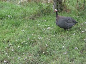Guinea Hen