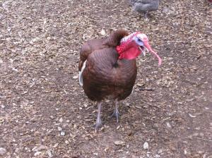 Gobbling with me ... a favorite pasttime