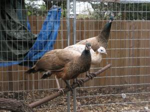 Our 3 peafowl, we don't know the sex yet, no full tails until 2 years of age