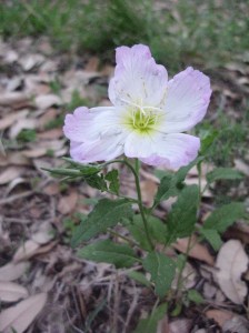 Prairie Rose
