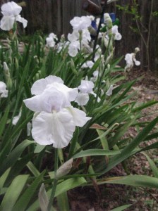 Cemetery Iris