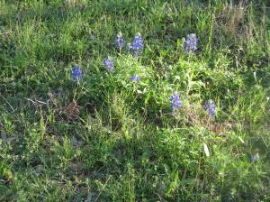 Bluebonnets