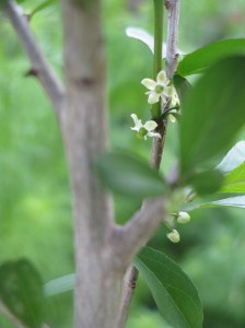 Possumhaw Holly
