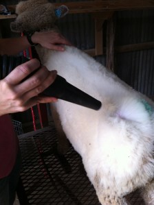 Look how fluffy and white!