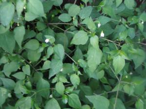 Chili Pequins -- coming soon