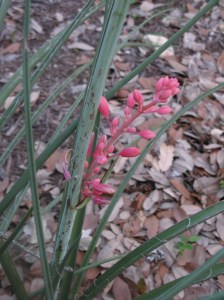 Red Yucca - until the deer get it