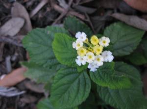Buttercup Lantana