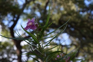 Desert Willow