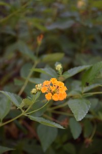 Lantana - New Gold