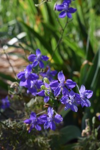 Larkspur
