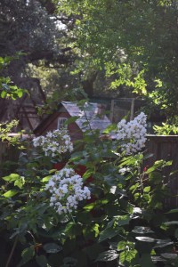 Crepe Myrtle