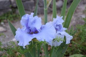 Cafe Bleu Iris