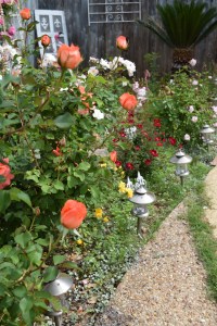 Flamingo Rose Garden