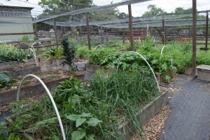 Veggie Garden