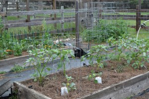 Tomatillos -- been fighting cutworms all season in this bed