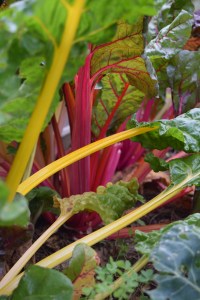 Swiss Chard
