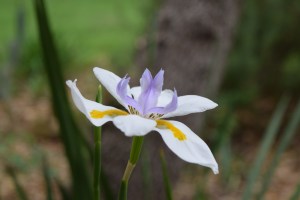 Butterfly Iris