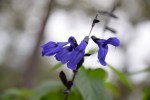 Black and Blue Salvia