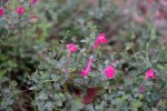 Pink Skullcap
