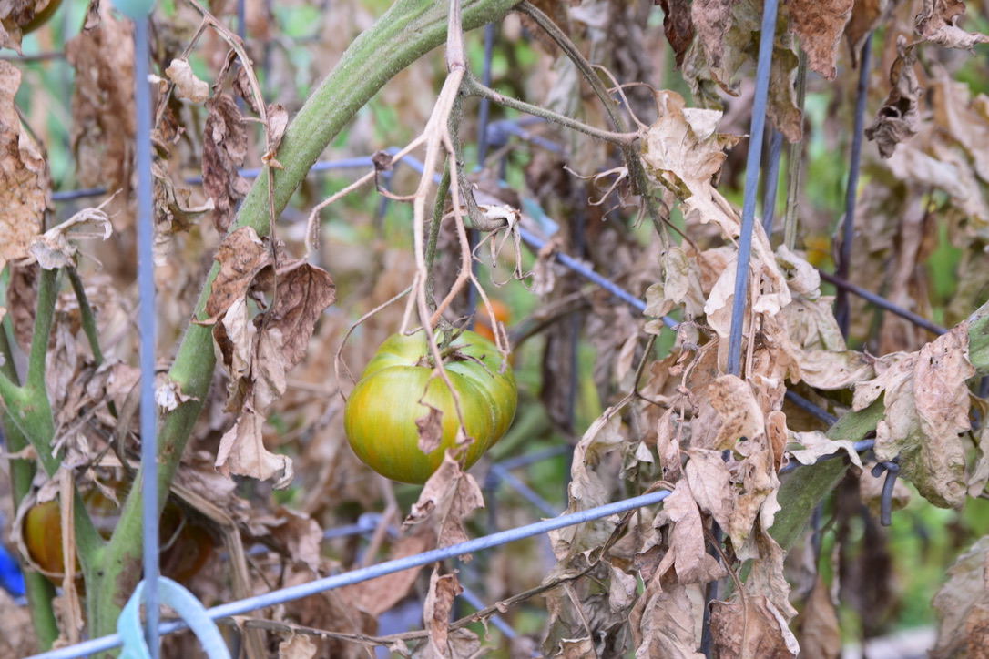 UNADJUSTEDNONRAW_thumb_4c01