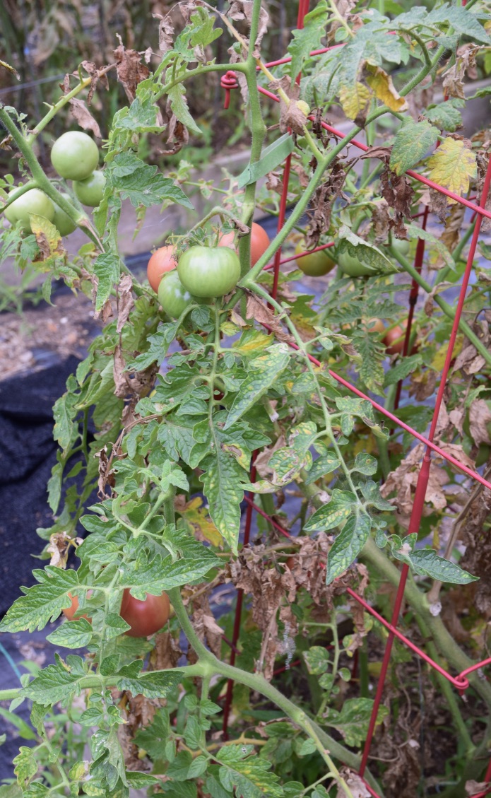 uxj%BqxGRuWsG9+P5cla9g_thumb_4bfa